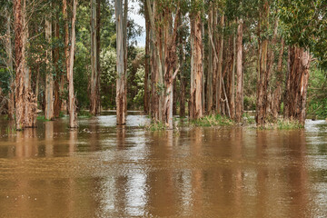 Yarra River Breaks It's Banks Between Yarra Glen and Coldstream, Victoria. Extensive Flooding of...