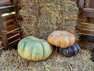 Pumpkins of various colors on the farm, placed on top of bundles of straw