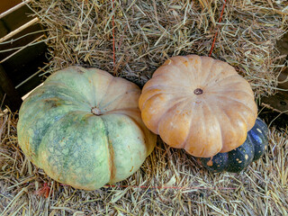 Pumpkins of various colors on the farm, placed on top of bundles of straw