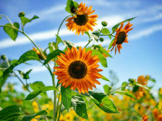 Sunflowers in a field of flowers on a sunny day with blue sky in the background