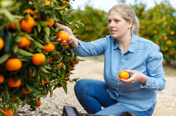Successful female owner of orchard gathering harvest of ripe mandarin oranges.. © JackF