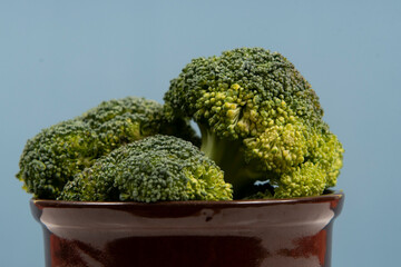 Fresh raw broccoli in pot isolated,
