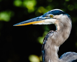 Blue Heron