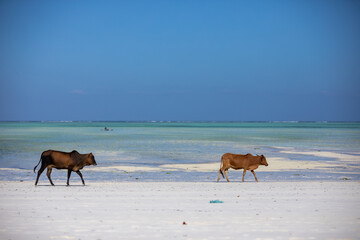 Young cows walking on a beautiful beach along the ocean