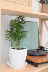 Beautiful houseplant and turntable on wooden shelving unit near light wall