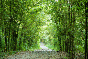 Scenic peaceful walk path with bamboo trees jungle on both sides