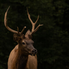Young Bull Elk Stops To Stare At Camera