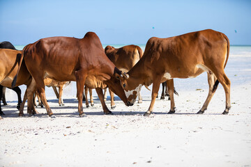 cows play on the beach near the water