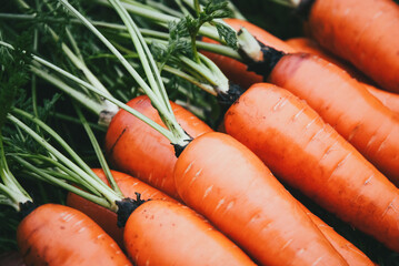 Fresh carrots background, washed homegrown carrot closeup