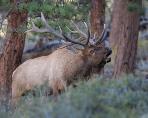 Naklejka na ściany i meble A bugling Bull Elk during the annual rut