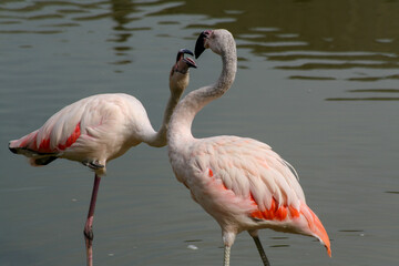 Two flamingos stanging in a pond