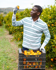 Positive afro male farmer picking carefully ripe mandarins in crate on plantation