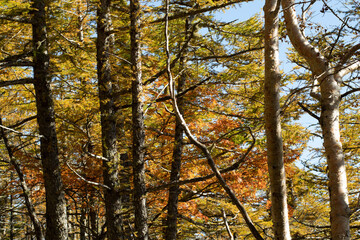 紅葉の樹林帯