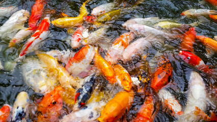 Beautiful koi fish are fighting for food in a water pond