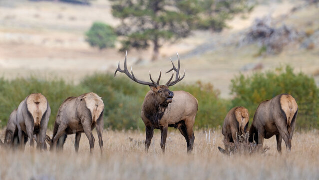 A Bull Elk Guarding His Harem