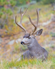 Mule Deer Buck