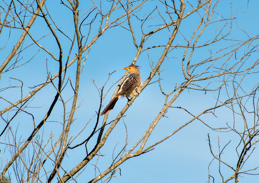 Guira Cuckoo Bird (Guira guira) in a tree with blue sky in the background