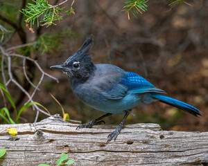 Steller's Jay on a perch 