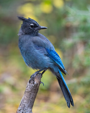 Steller's Jay On A Perch 