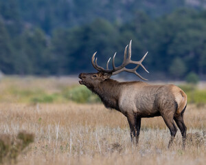 A bugling Bull Elk during the annual rut