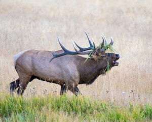 Bull Elk with grass in his antlers during the annual rut.