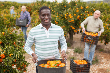 Portrait of adult farmers in process of harvesting tangerines on organic plantation