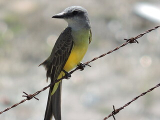 Tropical Kingbird (Tyrannus melancholicus) perched attentively around it