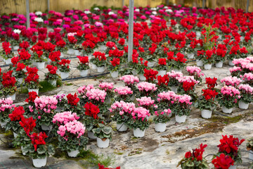 Rows of flowering cyclamen in pots in a greenhouse