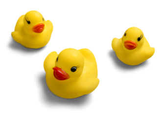 Yellow rubber ducks on White Background