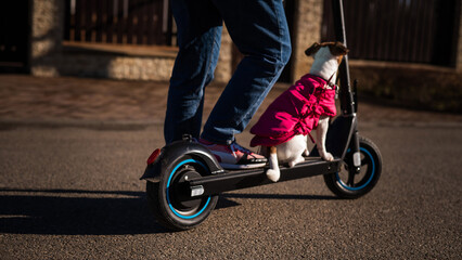 Obraz premium A woman rides an electric scooter in a cottage village with a dog Jack Russell Terrier. 