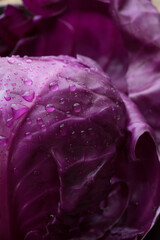 Washed fresh red cabbage leaves. Red cabbage leaves with water drops.