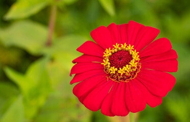 Red flowers, yellow stamens, green background blurred with leaves. outdoor fresh flowers
