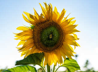 Rhossilli Sunflowers, Gower, Swansea