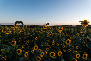 Rhossilli Sunflowers, Gower, Swansea