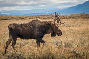 Naklejka na ściany i meble Moose in Grand Teton National Park