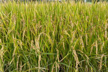 日本の実りの秋