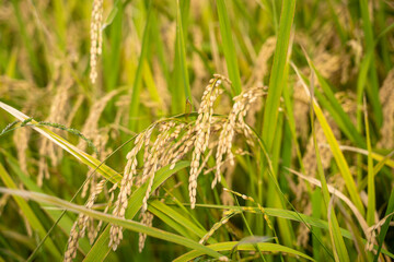 日本の実りの秋