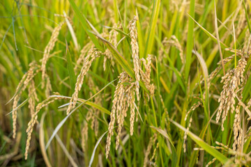 日本の実りの秋