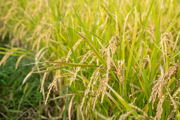 日本の実りの秋