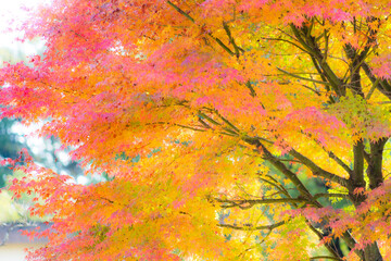 ソフトイメージに写した秋の紅葉	