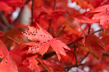 Red maple leaves with gall mites parasites