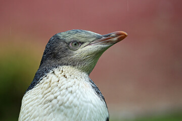 Penguin portrait, New Zealand