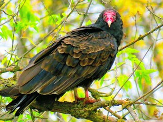 red billed hornbill
