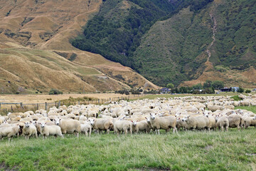 Fototapeta premium Sheep herd, New Zealand