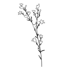 Outline Flower on Branch with Leaves. Floral Illustration. Hand drawn continuous line wild elegant herb. Modern botanical rustic greenery.