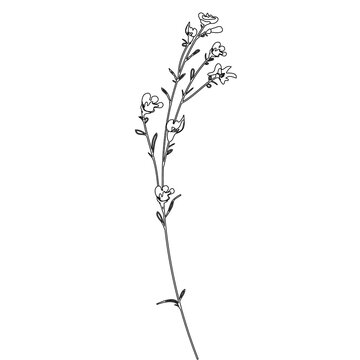 Outline Flower on Branch with Leaves. Floral Illustration. Hand drawn continuous line wild elegant herb. Modern botanical rustic greenery.