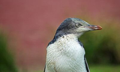Penguin looking left - New Zealand