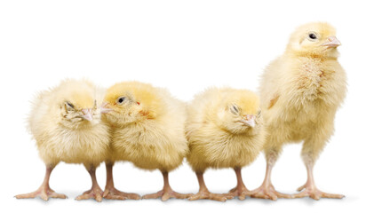 Cute little chickens on white background