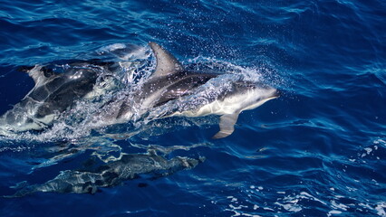 Fototapeta premium Dusky dolphins (Lagenorhynchus obscurus) in the Atlantic Ocean, off the coast of the Falkland Islands