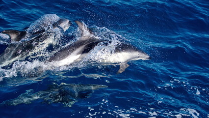 Fototapeta premium Dusky dolphins (Lagenorhynchus obscurus) in the Atlantic Ocean, off the coast of the Falkland Islands